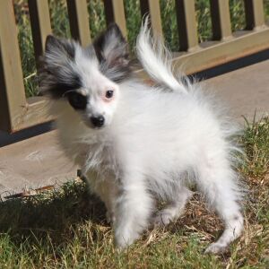 Pomeranian Puppy Cooper