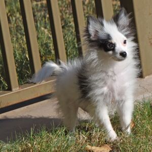 Pomeranian Puppy Cooper