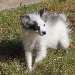Pomeranian Puppy Cooper