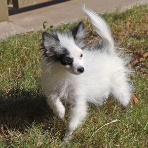 Pomeranian Puppy Cooper