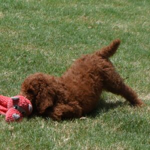 Poodle Puppy Mazie