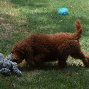 Poodle Puppy Mazie