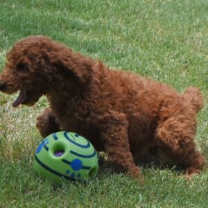 Poodle Puppy Mazie