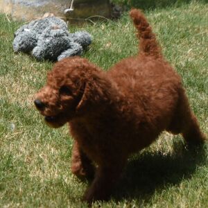Poodle Puppy Mazie