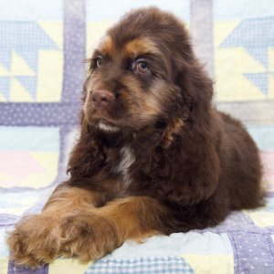 Cocker Spaniel Puppy Bryce