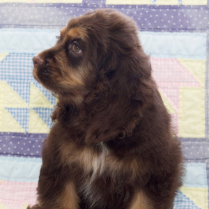 Cocker Spaniel Puppy Bryce