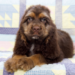 Cocker Spaniel Puppy Bryce