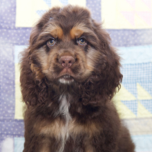 Cocker Spaniel Puppy Bryce
