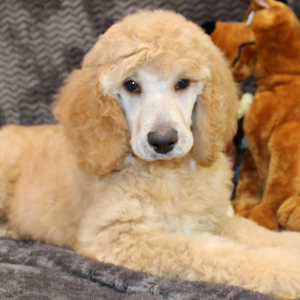 Poodle Puppy Zelda