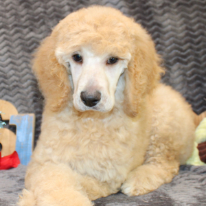 Poodle Puppy Zelda