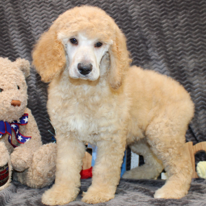 Poodle Puppy Zelda