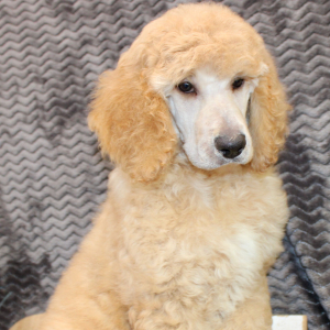Poodle Puppy Zelda