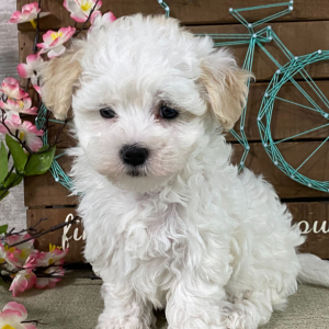 Havanese Puppy Abigail