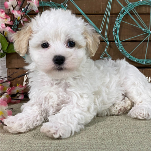 Havanese Puppy Abigail