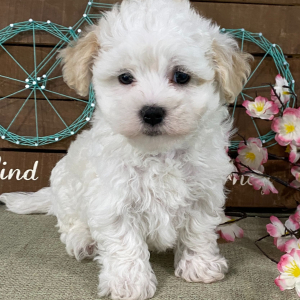 Havanese Puppy Abigail
