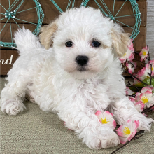 Havanese Puppy Abigail