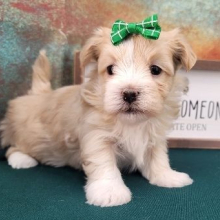 Havanese Puppy Genice