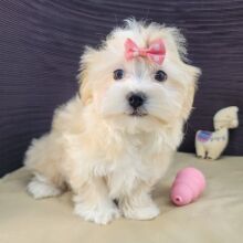 Havanese Puppy Genice