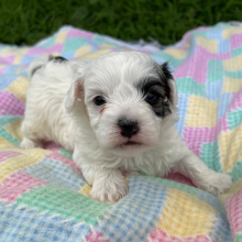 Maltipoo Puppy Jock