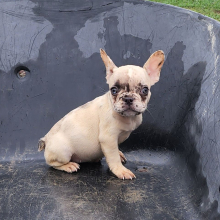 French Bulldog Puppy Agnus