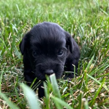 Labradoodle Puppy Kaiser