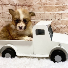 Pembroke Welsh Corgi Puppy Rosa