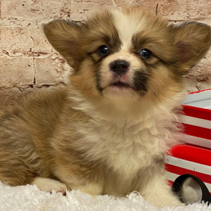 Pembroke Welsh Corgi Puppy Rosa