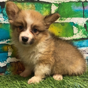 Pembroke Welsh Corgi Puppy Rosa