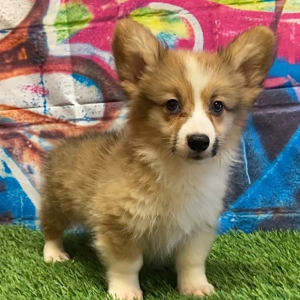 Pembroke Welsh Corgi Puppy Rosa