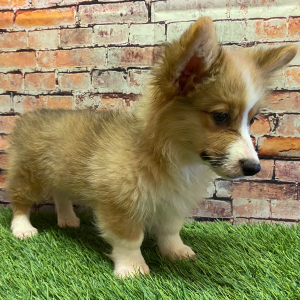Pembroke Welsh Corgi Puppy Rosa