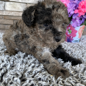 Goldendoodle Puppy Serena