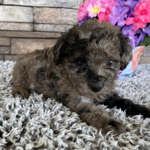 Goldendoodle Puppy Serena