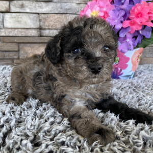 Goldendoodle Puppy Serena
