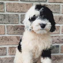 Sheepadoodle Puppy Candy
