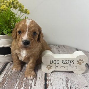 Cavapoo Puppy Leno
