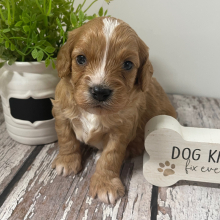 Cavapoo Puppy Leno