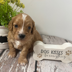 Cavapoo Puppy Leno