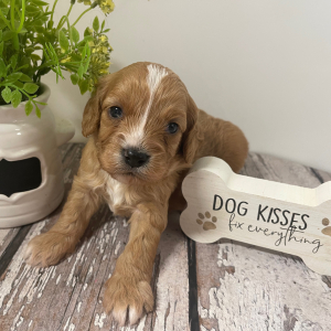 Cavapoo Puppy Leno
