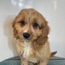 Cavapoo Puppy Leno