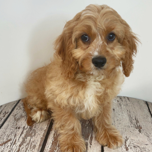 Cavapoo Puppy Leno