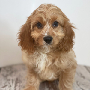 Cavapoo Puppy Leno