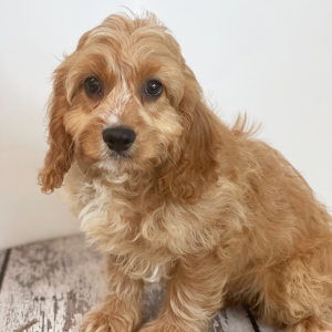 Cavapoo Puppy Leno