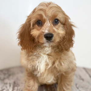 Cavapoo Puppy Leno