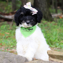Bernedoodle Puppy Vicky