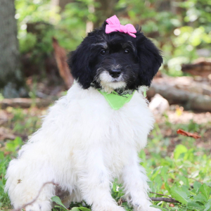 Bernedoodle Puppy Vicky