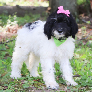 Bernedoodle Puppy Vicky