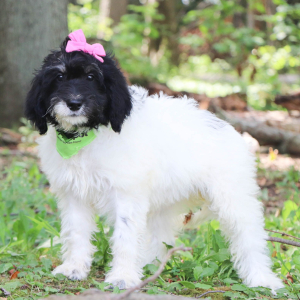Bernedoodle Puppy Vicky