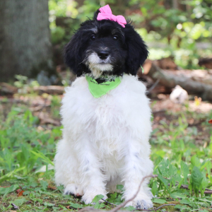 Bernedoodle Puppy Vicky