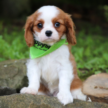 Cavalier King Charles Spaniel Puppy Colin