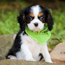 Cavalier King Charles Spaniel Puppy Manielious